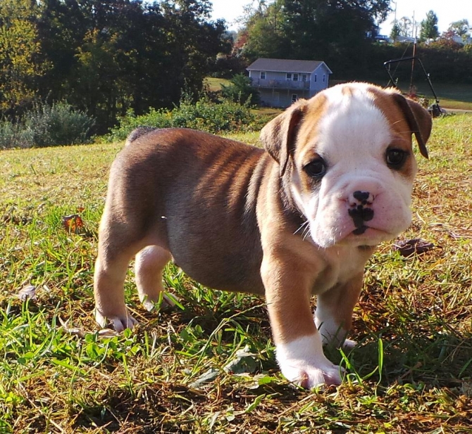 Male English Bull Dog Pup Need New Home