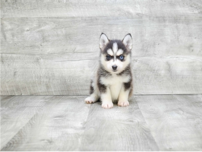 POTTY TRAINED POMSKY PUPPIES AVAILABLE NEW YORK For sale New York
