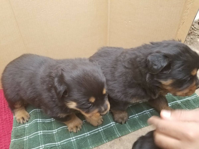 Pure Breed Rottweiler Puppies For Sale