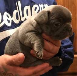 Cute french bulldogs puppies available