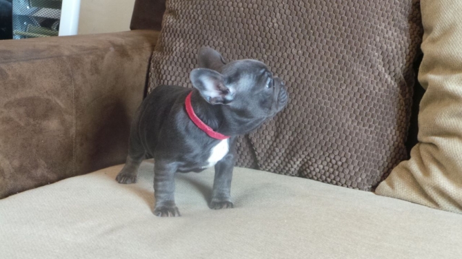 Well Trained Gorgeous French Bulldog Puppies