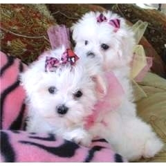 Male and Female Teacup Maltese Puppies