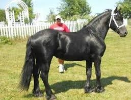 Friesian gelding black horse available
