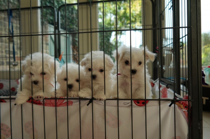 Tiny Teacup Maltese Puppies