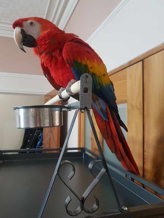 Healthy Macaw Bird Phoenix For Sale Phoenix Pets Birds,Cooking Ribs On Gas Grill In Foil