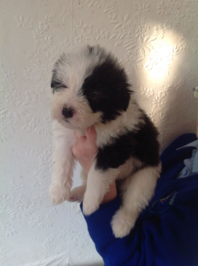 Gorgeous Pure Bred Bearded Collie Puppies