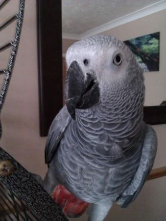 VERY TAME CONGO AFRICAN GREY PARROT AVAILABLE TO GO