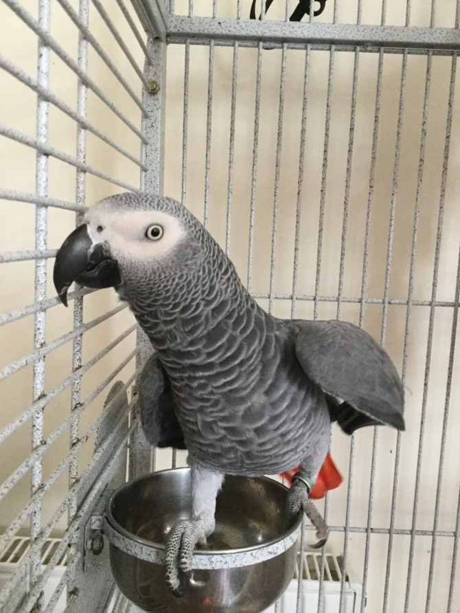 VERY TAME CONGO AFRICAN GREY PARROT AVAILABLE TO GO