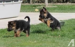   German Shepherd Puppies