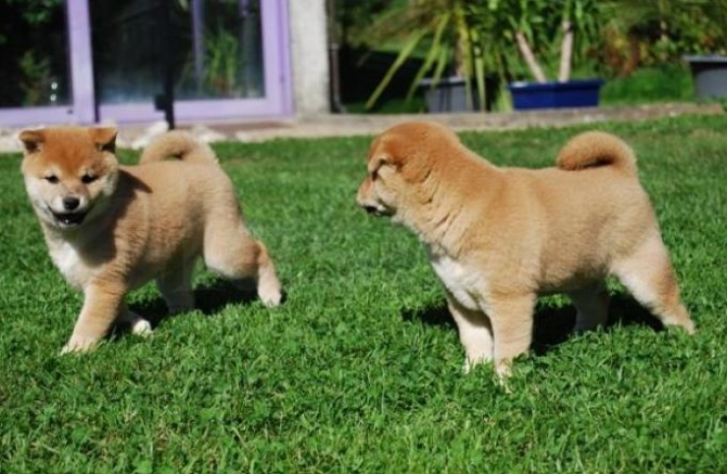 Shiba Inu Puppies 100 Dollars For Sale United States 1