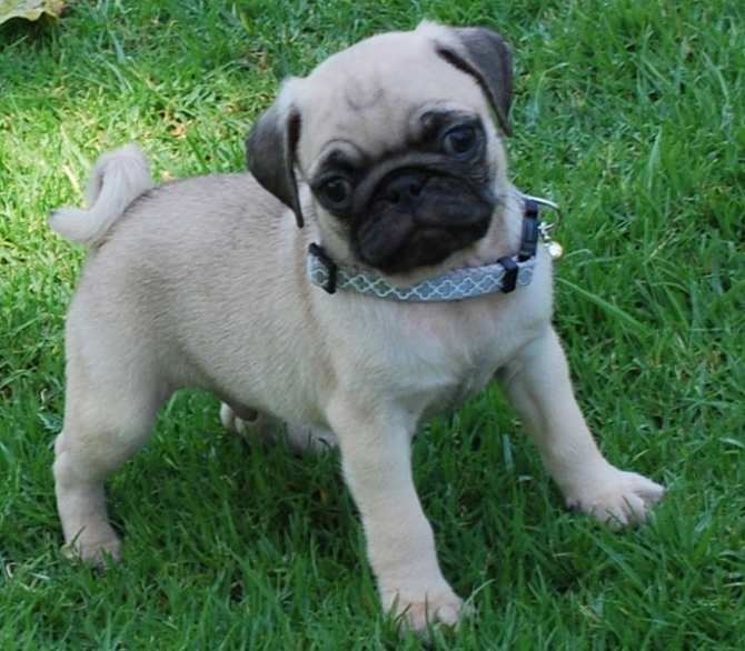 Purebred Pug Puppies Ready For Their New Forever Homes
