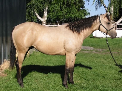Dun quarter horse Dunny is a beautiful