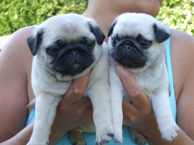 Top Stunning awearsome pug puppies ready