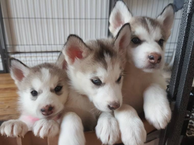 Siberian husky Puppy up for rehoming.770 203-2157