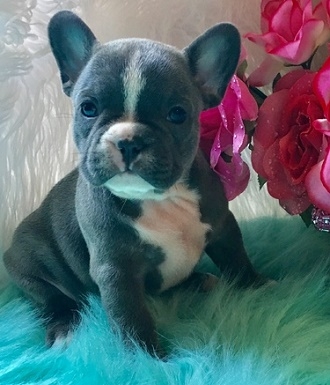 Cute French Bulldog puppies  for adoption very nice home needed