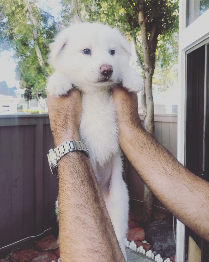 Male and Female Siberian Husky Puppies For Sale ?
