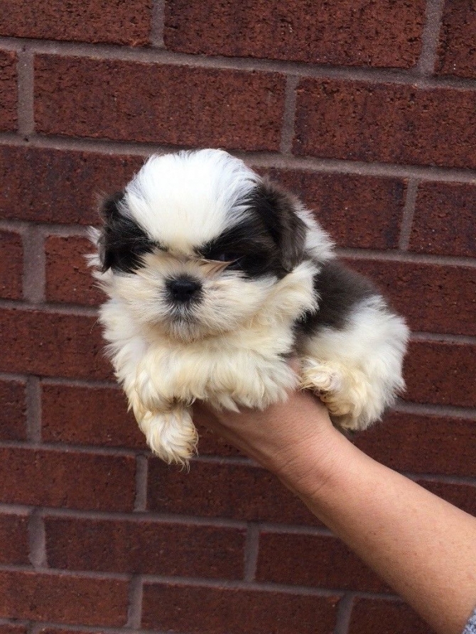 ADORABLE MALE AND FEMALE SHIH TZU PUPPIES FOR ADOPTION