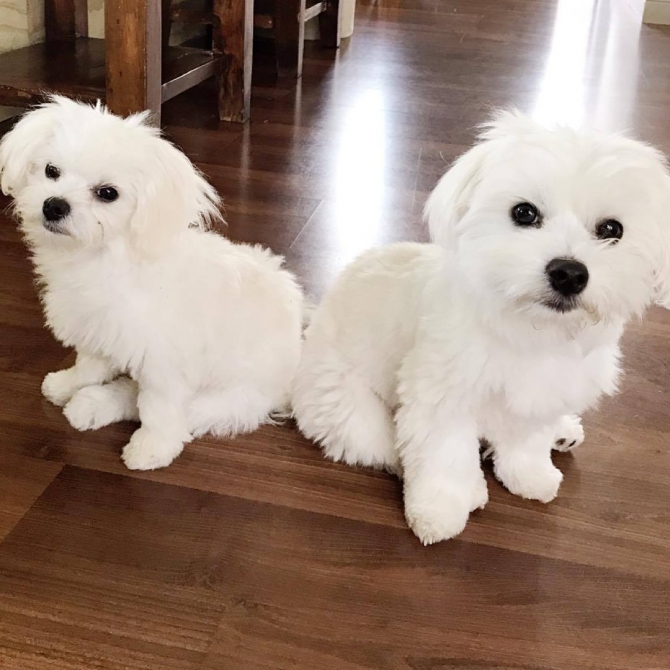 Fantastic White Maltese Puppies Available. Text Us At