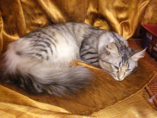 Trained Savannah Kittens For Sale. Text us only at 615 541-9122