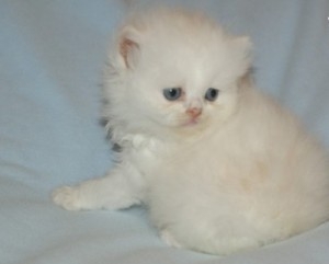Adorable Persian Kittens Ready Now. Text us only at 615 541-9122