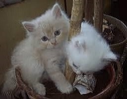 Social Persian Kittens Available.  Text Us Only At 615 541-9122