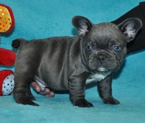 Fantastic Blue French Bulldog Puppies Available For Sale