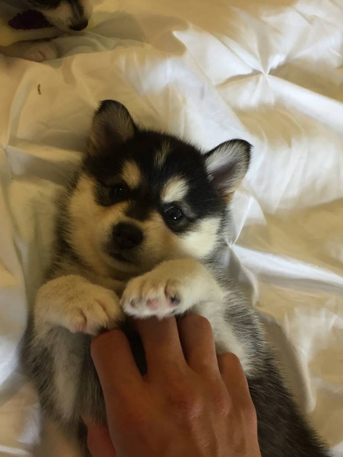 female  pomsky puppies for pet lovers.