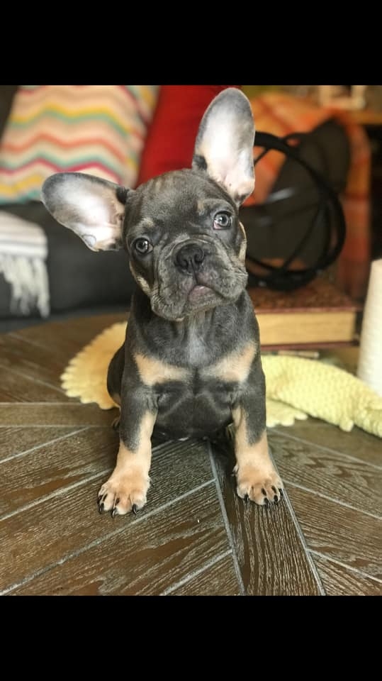 AKC registered French Bulldog Puppies Available