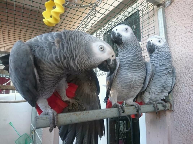 African Grey Parrot Needs Great Home 
