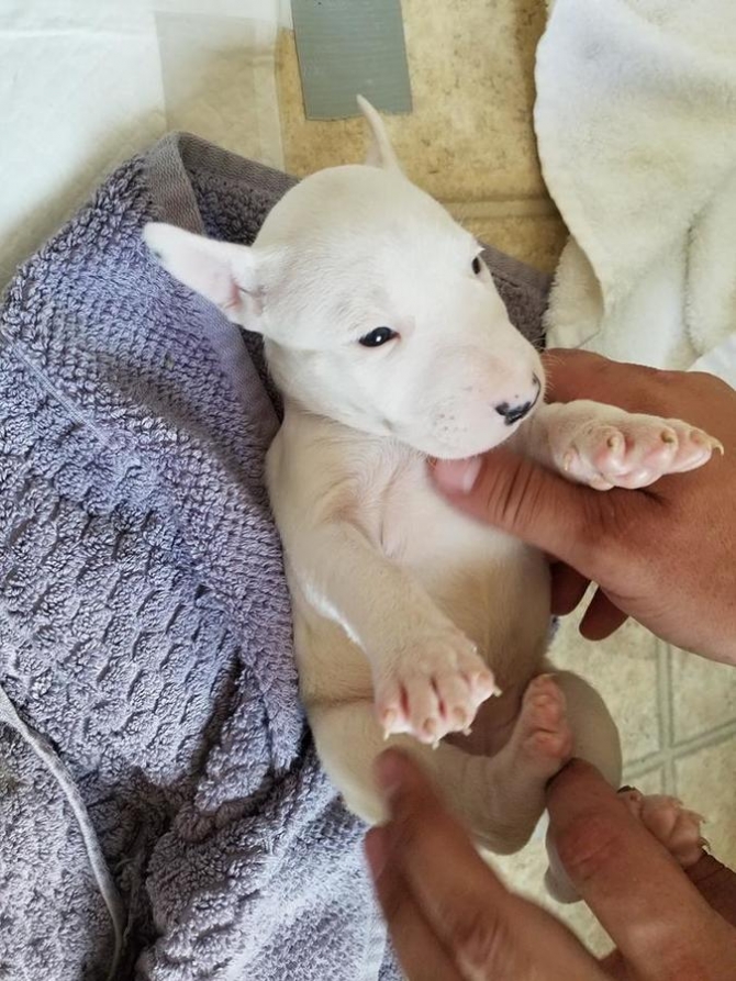 Beautiful Miniature English Bull Terrier Text 302-272-9525
