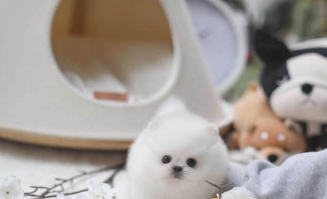  *Pomeranian Toy Puppies Are ready for sale 