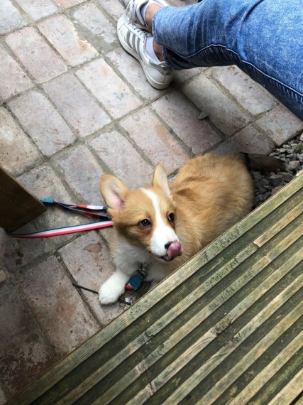 Adorable Welsh Corgi Perbroke Pups For Searching For Loving Home