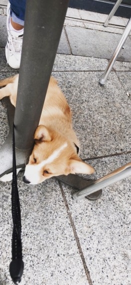 Adorable Welsh Corgi Perbroke Pups For Searching For Loving Home