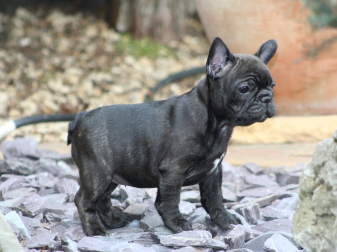 Fantastic Blue French Bulldog Pups .text Us At 503  X 832 X 0410