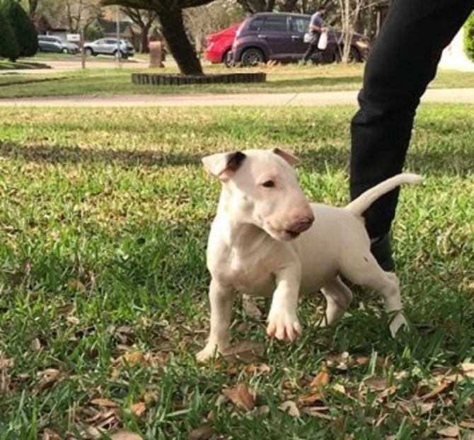Amusing Bull Terrier Puppies for Sale.