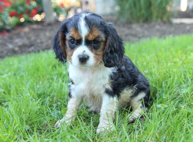 akc Male and female cavalier king charles spaniel