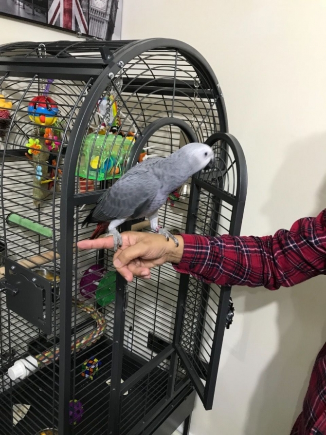 African Grey Baby For Sale