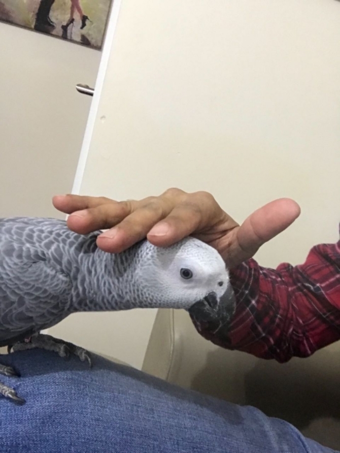 African Grey Baby For Sale