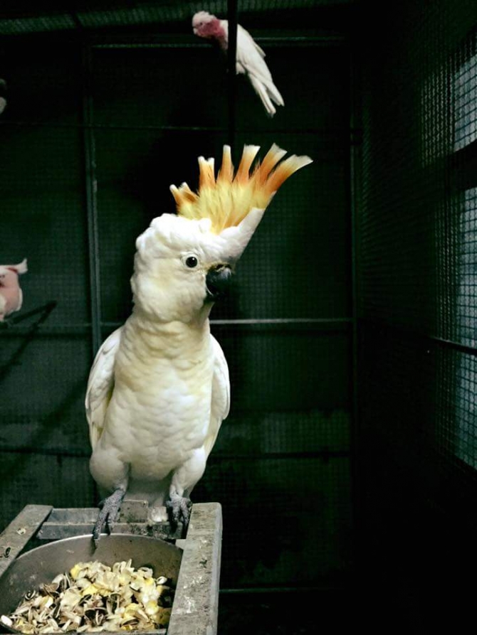 Well Nurtured Cockatoo 