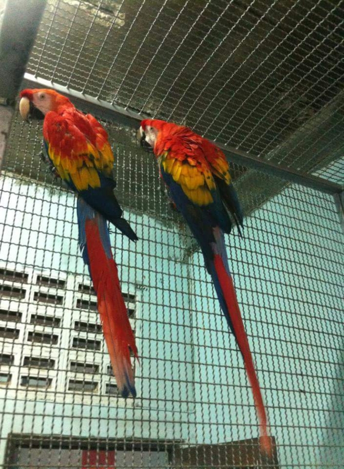 Very Tame Baby and adult scarlet macaw- Can Deliver