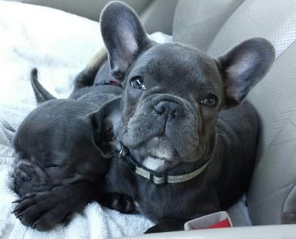 AKC French Bulldog  Puppies Now Available. TextCall 832-779-6173 
