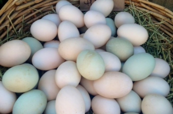 Healthy Parrots, African Grey, Cokatoos, and fertile eggs for sale