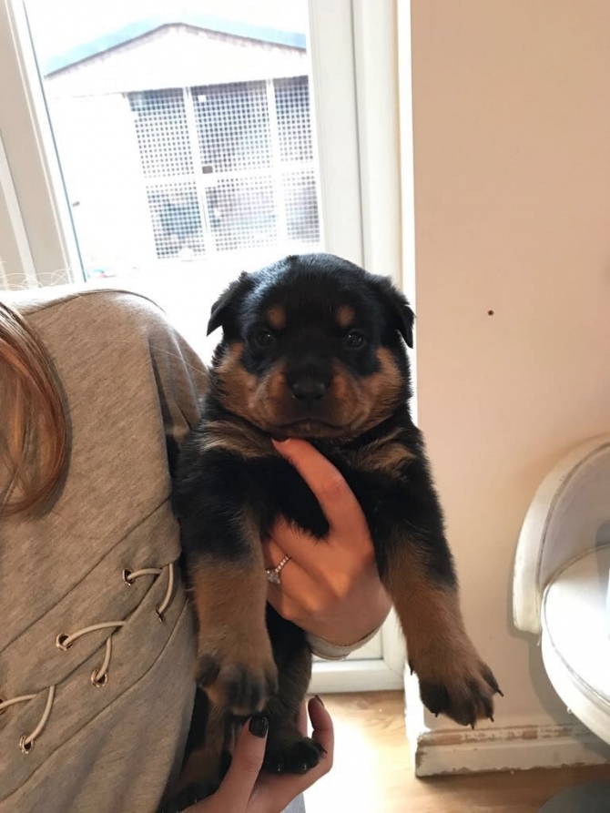 Top AKC German Rottweilers Puppies Available. 