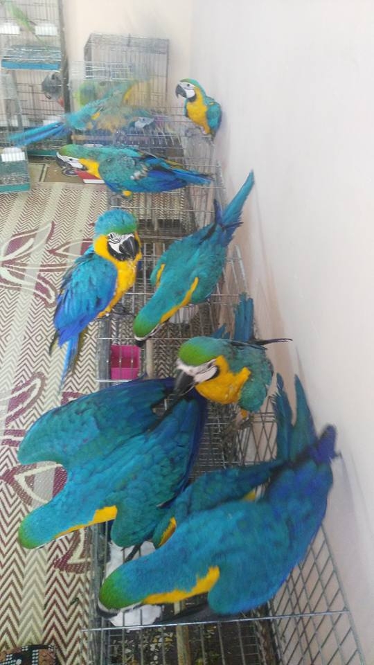 Very Tame Baby Blue And Gold Macaw - Can Deliver