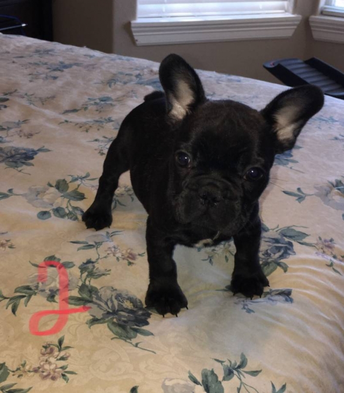 ***french Bulldogs Puppy***