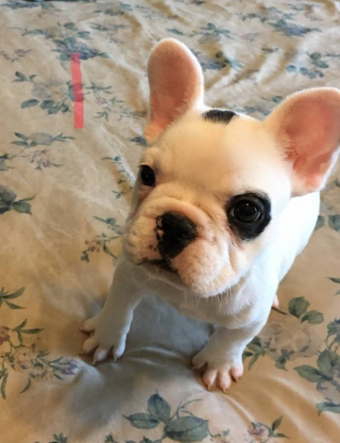 ***french Bulldogs Puppy***