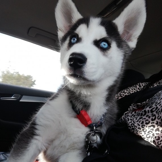 Husky puppy , puppies come microchipped and more