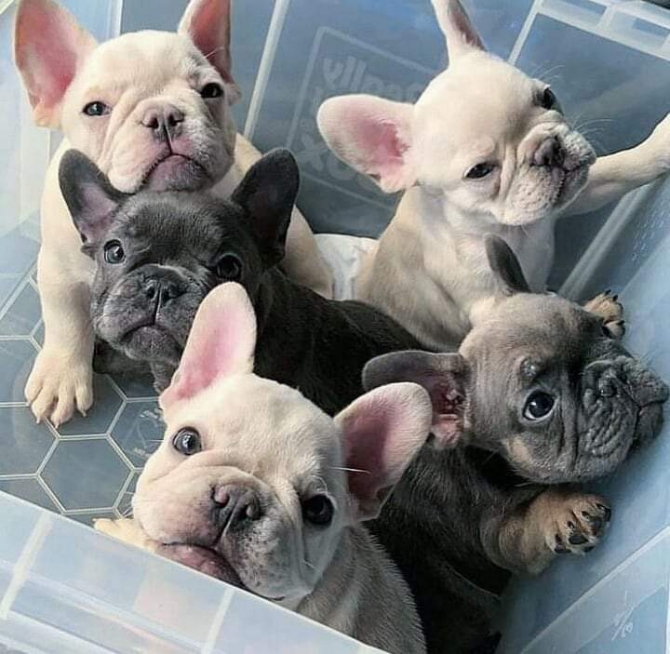 Excellent And Cute French Bulldog Puppies