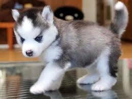 Lovely Siberian Husky Puppies For Re-homing 