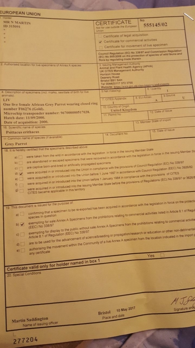 African Grey Female 1216-816-1403